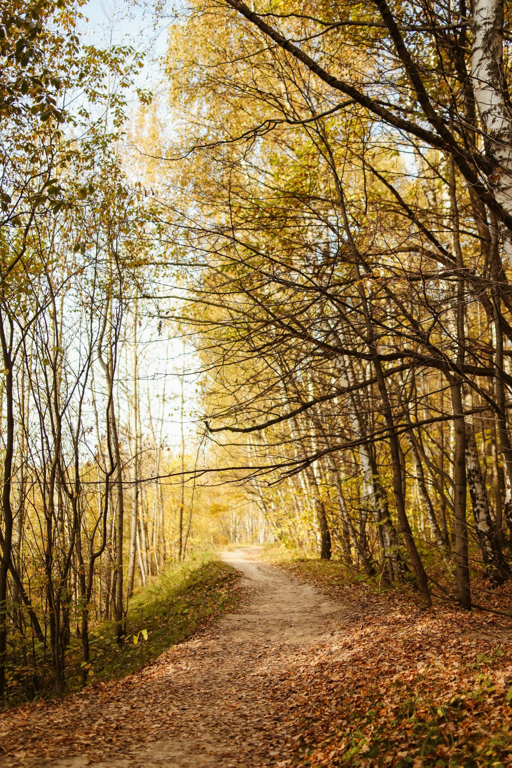 Tranquil forest pathway covered with golden autumn leaves, surrounded by tall trees.